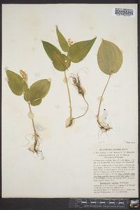 Maianthemum canadense image