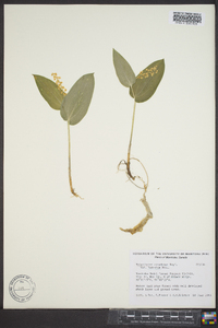 Maianthemum canadense var. interius image