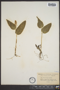 Maianthemum canadense image