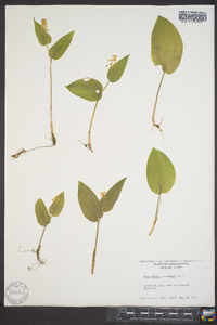 Maianthemum canadense image