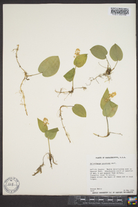 Maianthemum canadense image