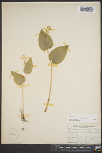 Maianthemum canadense image