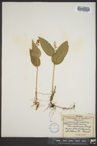 Maianthemum canadense image