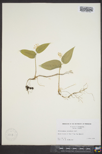 Maianthemum canadense image