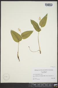 Maianthemum canadense image