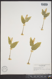 Maianthemum canadense image