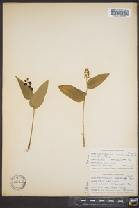 Maianthemum canadense image