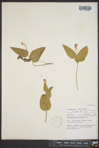 Maianthemum canadense image