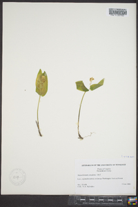 Maianthemum canadense image