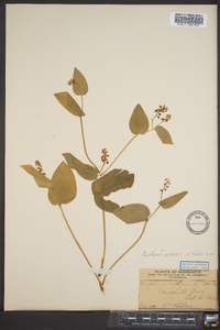 Maianthemum canadense image