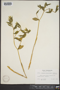 Disporum lanuginosum image