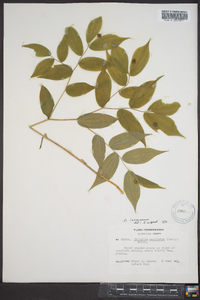 Disporum lanuginosum image