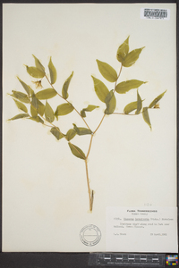 Disporum lanuginosum image