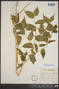 Disporum lanuginosum image