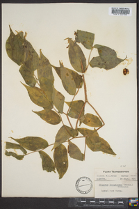 Disporum lanuginosum image
