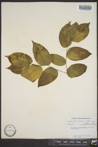 Disporum lanuginosum image