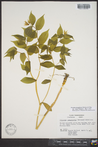 Disporum lanuginosum image