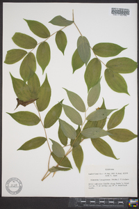 Disporum lanuginosum image