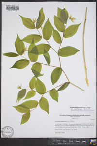 Disporum lanuginosum image