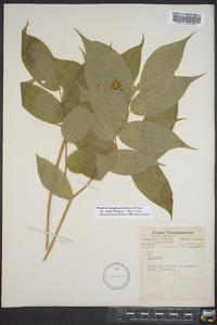 Disporum lanuginosum image