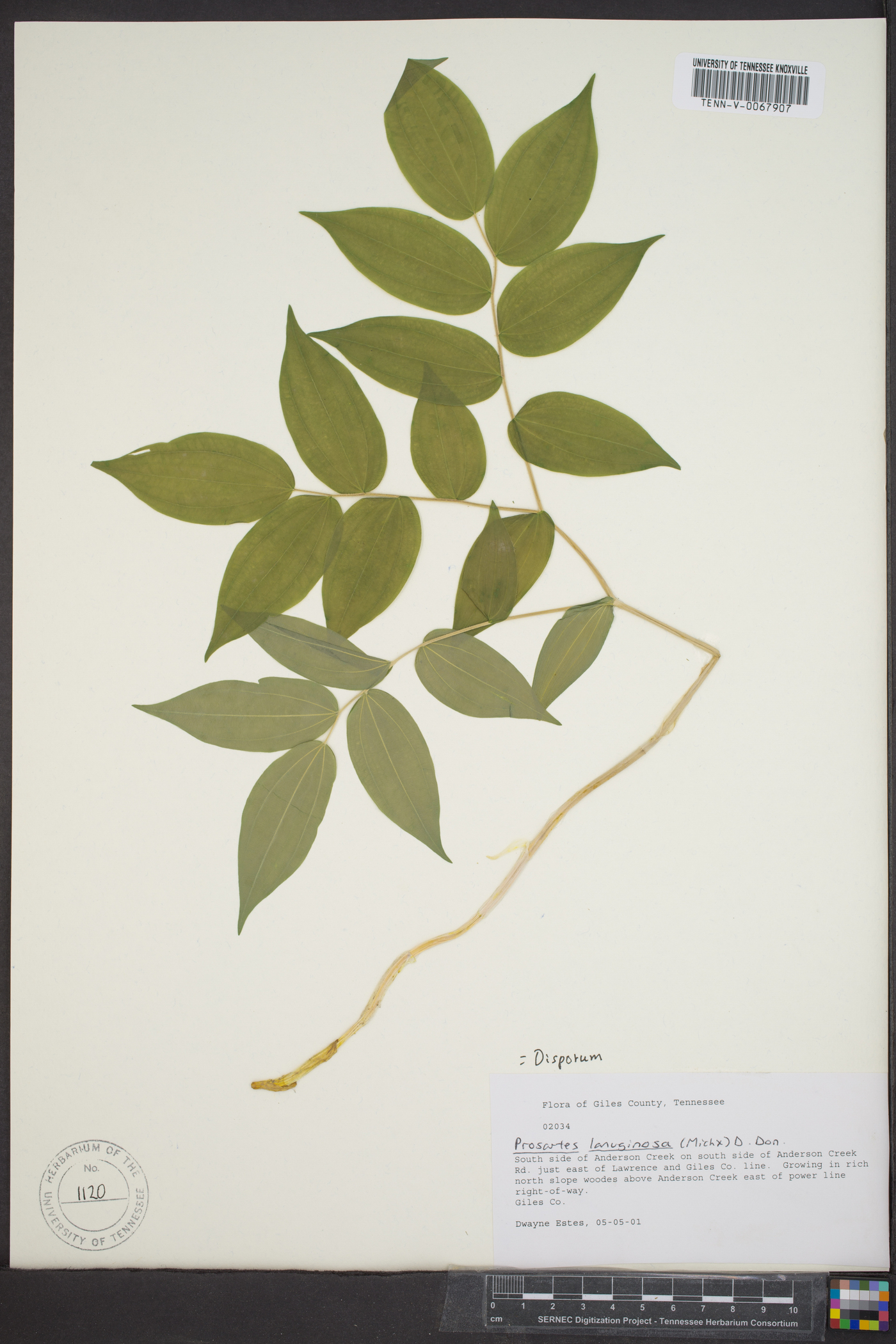 Disporum lanuginosum image