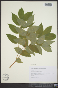 Disporum lanuginosum image