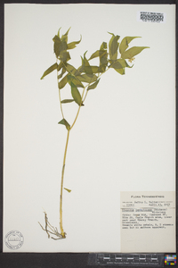 Disporum lanuginosum image