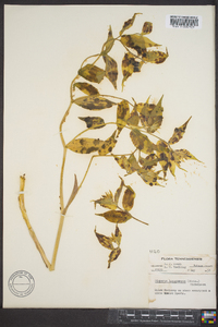 Disporum lanuginosum image