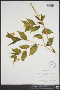 Disporum lanuginosum image