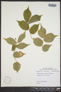 Disporum lanuginosum image