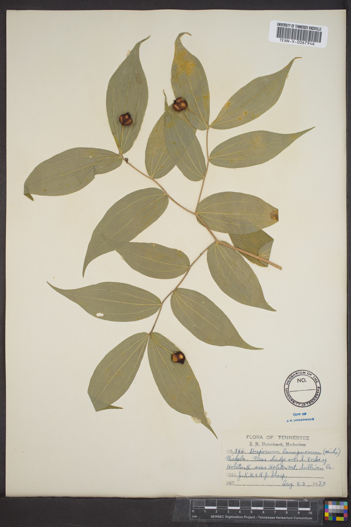 Disporum lanuginosum image