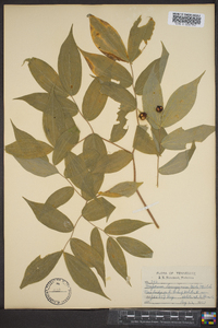 Disporum lanuginosum image