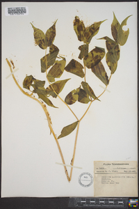 Disporum lanuginosum image