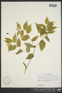 Disporum lanuginosum image