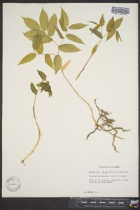 Disporum lanuginosum image