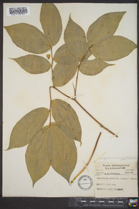 Disporum lanuginosum image