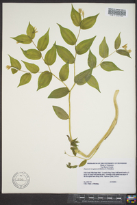 Disporum lanuginosum image