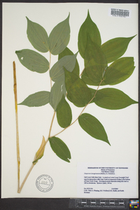 Disporum lanuginosum image