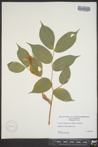 Disporum lanuginosum image