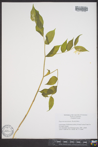 Disporum maculatum image