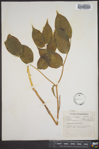 Disporum maculatum image