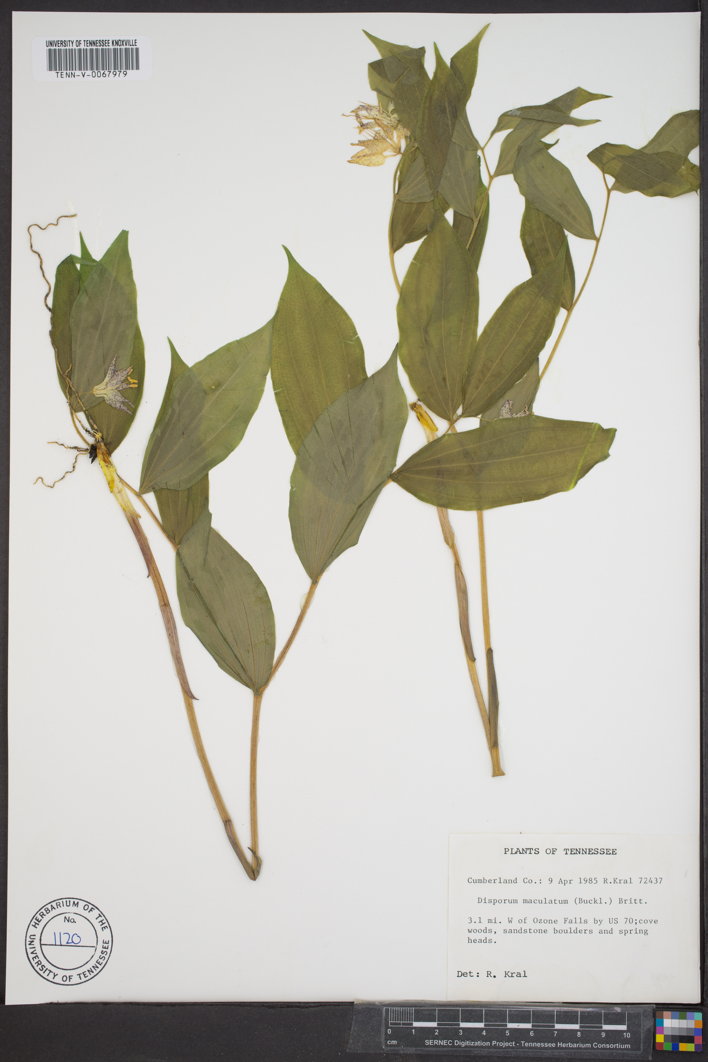 Disporum maculatum image