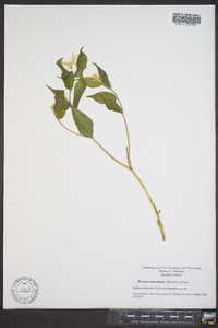 Disporum maculatum image