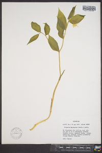 Disporum maculatum image