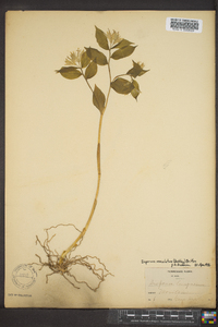 Disporum maculatum image