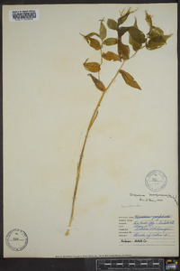 Prosartes lanuginosa image