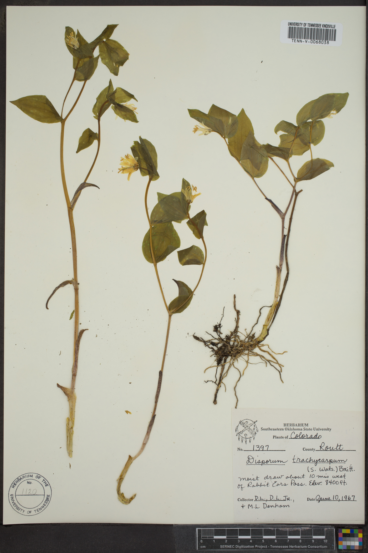 Disporum trachyandrum image