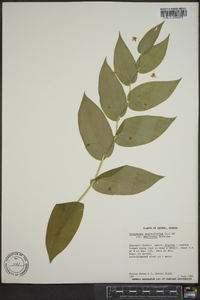 Streptopus amplexifolius var. amplexifolius image