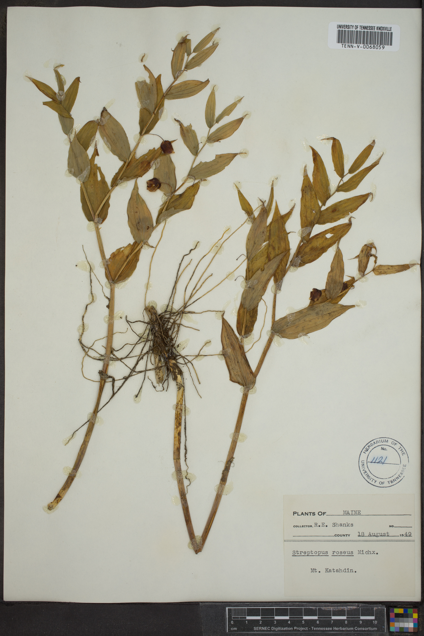 Streptopus roseus image