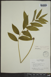 Polygonatum pubescens image